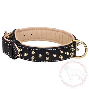 Spiked Cane Corso dog collar for walks in style