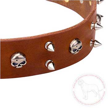 Rust proof spikes and skulls of leather Cane Corso collar