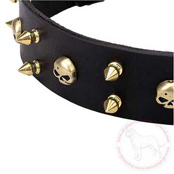 Brass spikes and skulls of leather Cane Corso collar