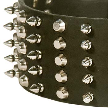Steel Nickel Plated Spikes and Studs decorate Cane Corso Collar