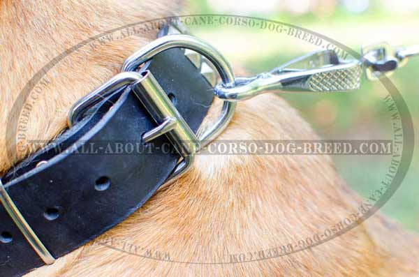 D-ring for Leash Attachment