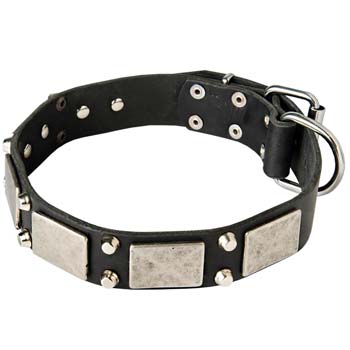 Vintage dog collar for Mastiff