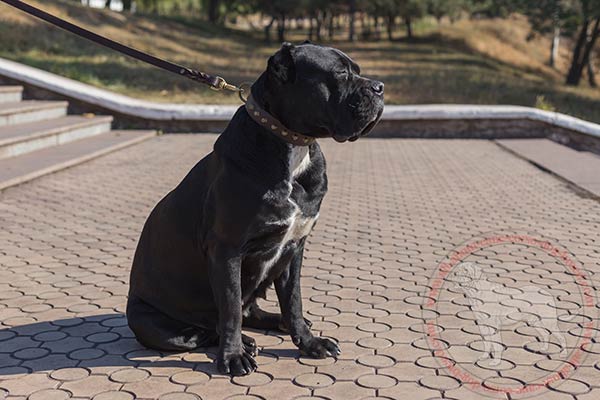 Leather Cane Corso collar with pyramids for walking