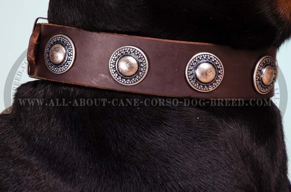 Wide walking dog collar with conchos adornment