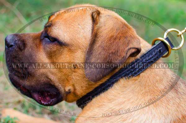 Choke leather dog collar for Cane Corso training