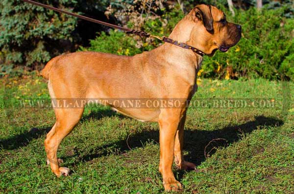 Leather Cane Corso collar with gold-like spikes