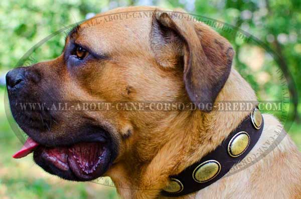 Leather Cane Corso collar adorned wth pretty ovals