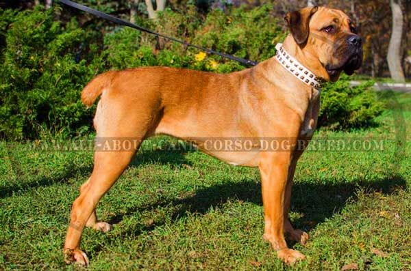 Studded Leather Cane Corso Collar White for Memorable Walking