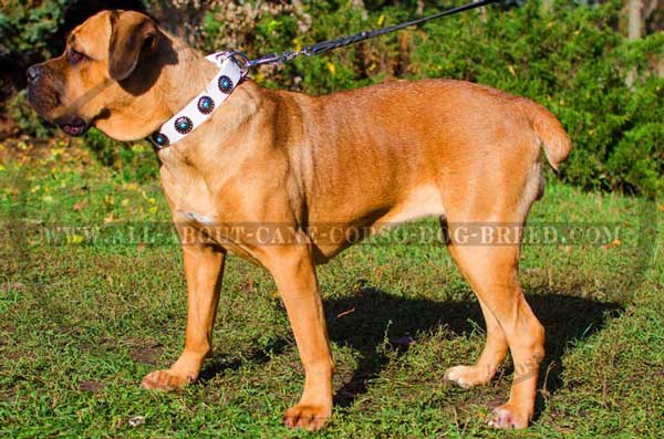 Cane Corso leather decorated equipment