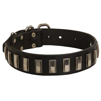 Cane Corso dog collar with nickel plates adornment