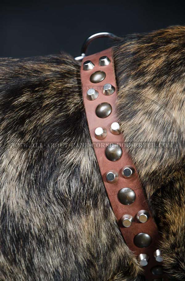 Cane Corso breed leather dog collar adjustable