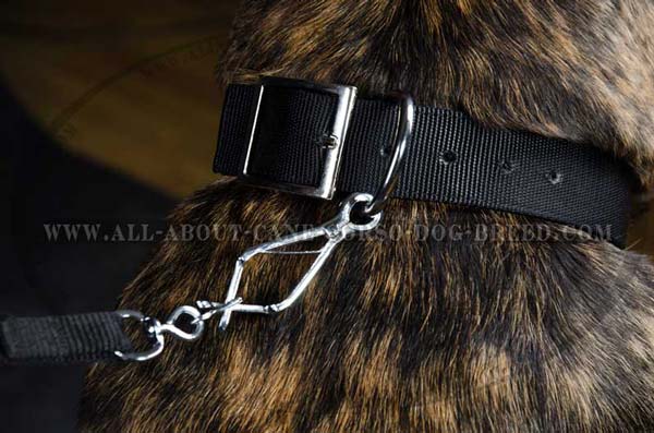 Cane Corso nylon dog collar with steel fittings