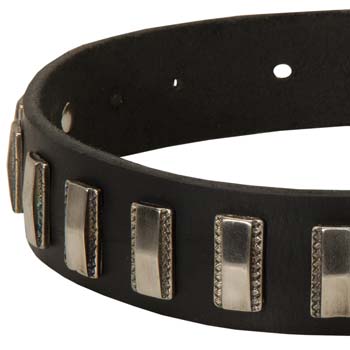 Cane Corso dog collar with plates