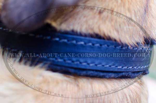 Well-stitched dog leather collar for better strength 