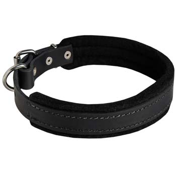 Cane Corso leather dog collar full felt padding