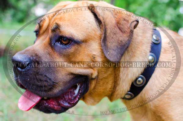 Cane Corso collar featuring amazing silverish conchos