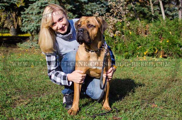 Leather dog collar with decoration for walking