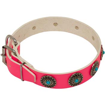 Dog leather collar equipped with rustproof fittings
