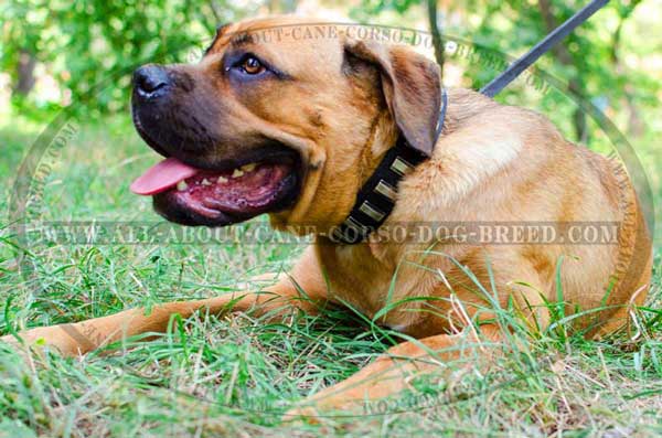 Fashion leather Cane Corso for making the dog extra handsome