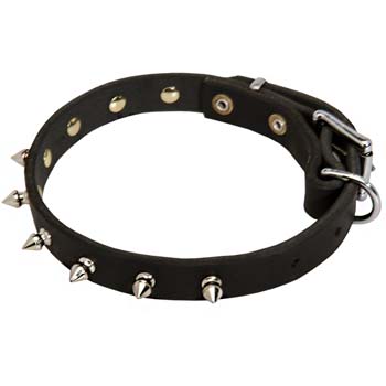 Spiked leather collar for Cane Corso
