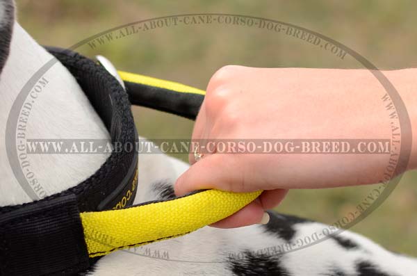 Advanced Dog Nylon Collar with Control Handle