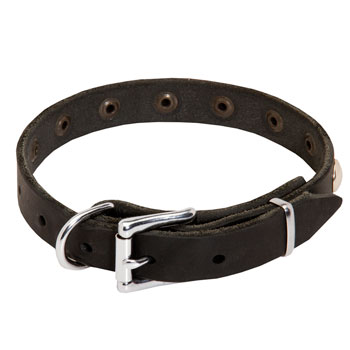 Dog leather collar equipped with solid traditional buckle
