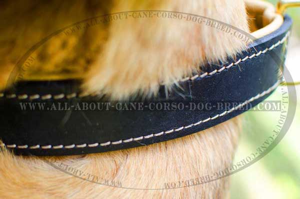 Carefully stitched leather dog equipment