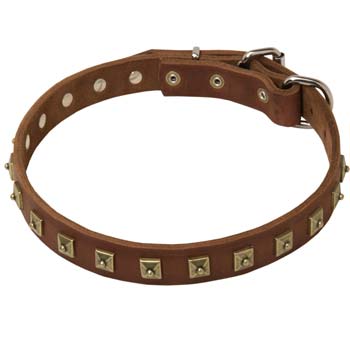 Luxurious leather collar with brss studd for Cane Corso