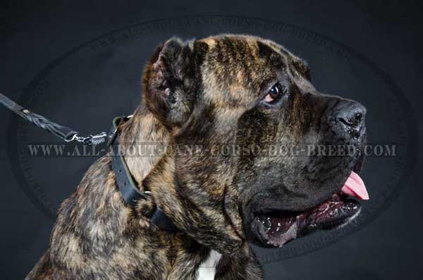 Choke dog collar for Cane Corso