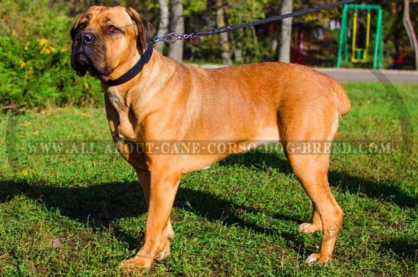 Smooth leather Cane Corso collar with easy release buckle