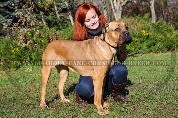 Cane Corso collar for memorable outings