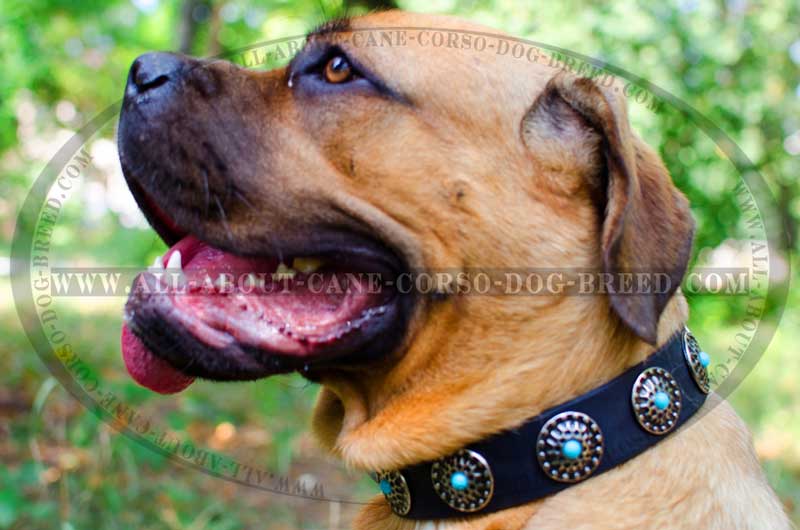 Get Leather Dog Collar, Blue Decorative Stones