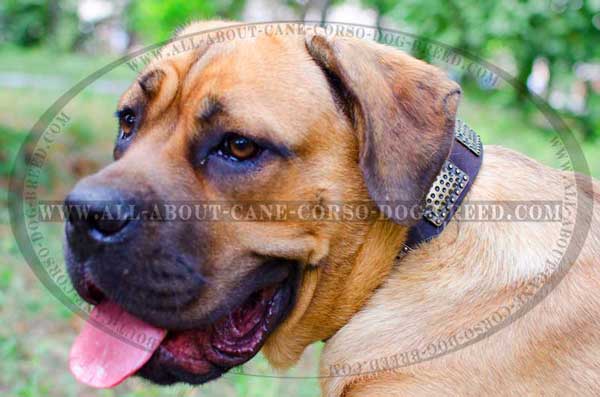 Plates finished leather Cane Corso for showing off