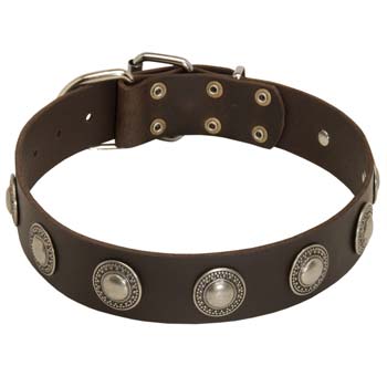 Cane Corso wide leather collar with decoration