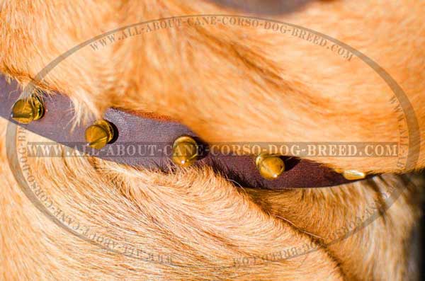 Proportional brass gold-like spikes on dog gear