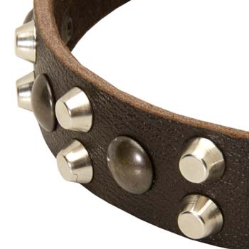 Cane Corso leather fashion collar polished and decorated