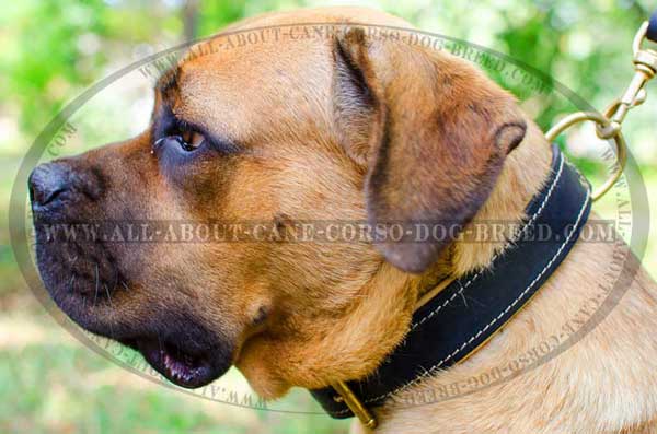 Cane Corso collar leather lined with Nappa leather