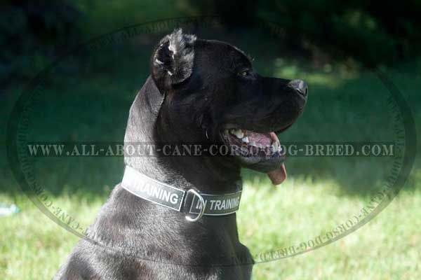 Washable Nylon Cane Corso Collar with Printed Patches