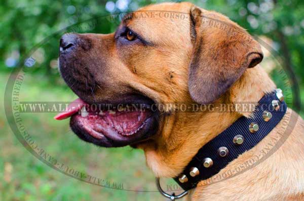 Cane Corso collar with row of silver-like cones