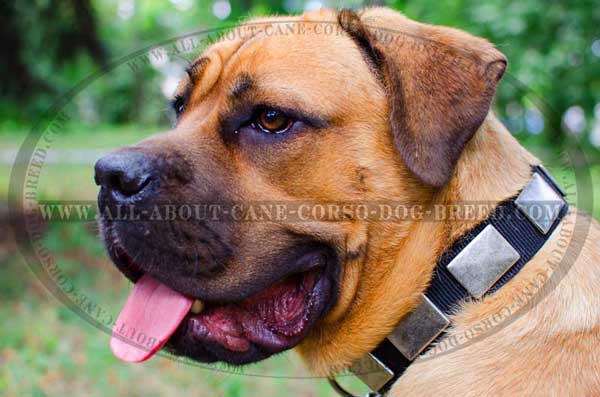 Cane Corso collar with massive vintage plates