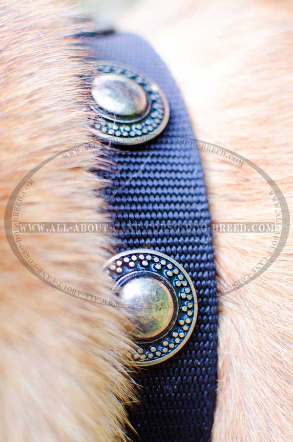 Nylon conchos decorated dog collar 