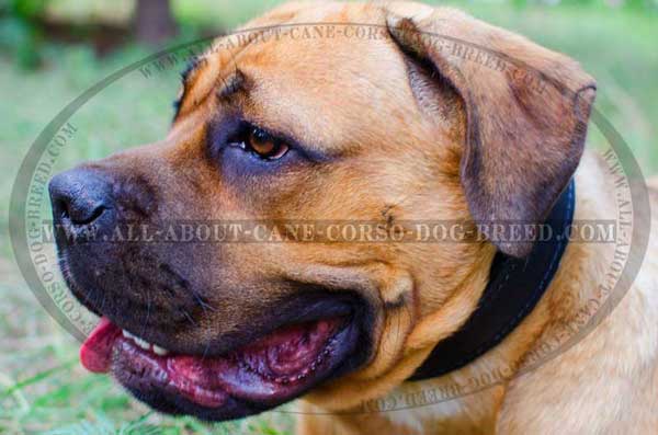 Cane Corso collar with natural felt padding