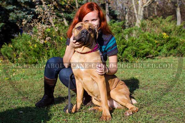 Cane Corso Collar Pink Leather with Decoration