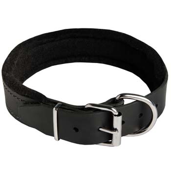 Cane Corso breed leather collar with felt padding