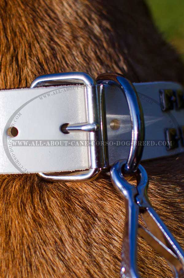 Corrosion Resistant D-ring with Dog Leash Attached to It