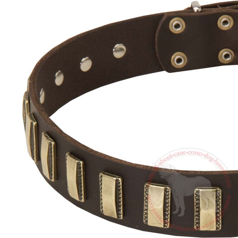 Get Designer Leather Cane Corso Collar | Brass Plates | Walking