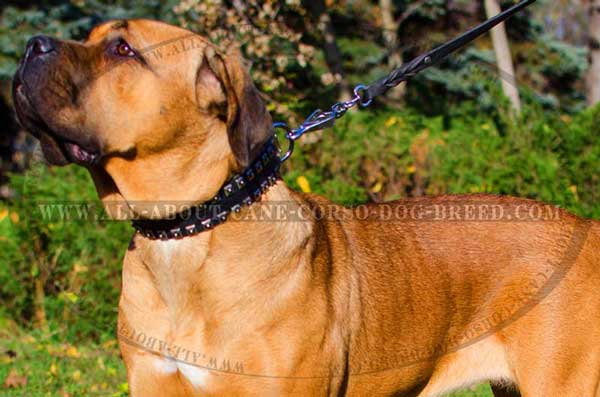 Studded leather Cane Corso equipment for walks