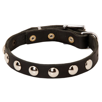 Studded leather Cane Corso collar for stylish walking
