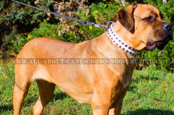 White Dog Collar Leather with 2 Rows of Studs for Cane Corso