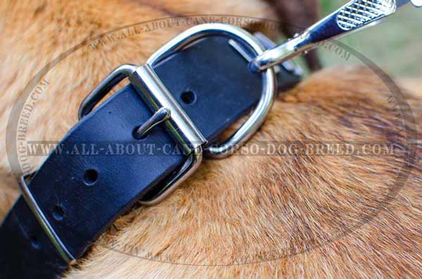 Incredibly strong D-ring for attachment of canine leash